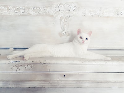 一只白猫在白色的木质表面。
